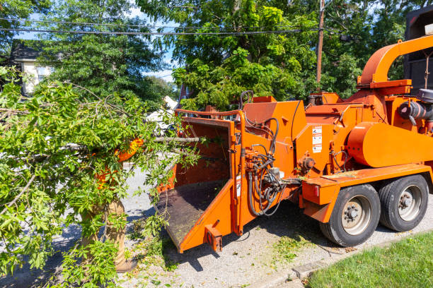 Best Local Tree Services  in Dothan, AL